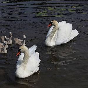 Labutí rodinka v Ginučiai na jezeře