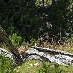 Švýcarský národní park - pozorování sviště alpského